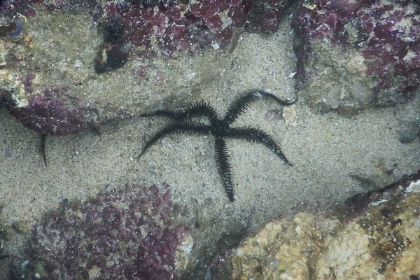 Brittle Star - Giant Black Brittle Star