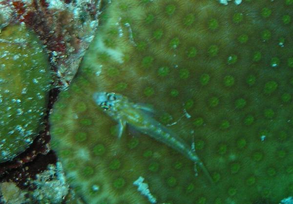 Gobies - Pallid Goby