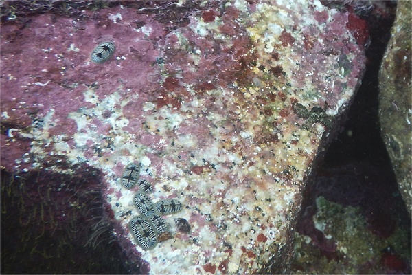 Chiton - White-striped Chiton