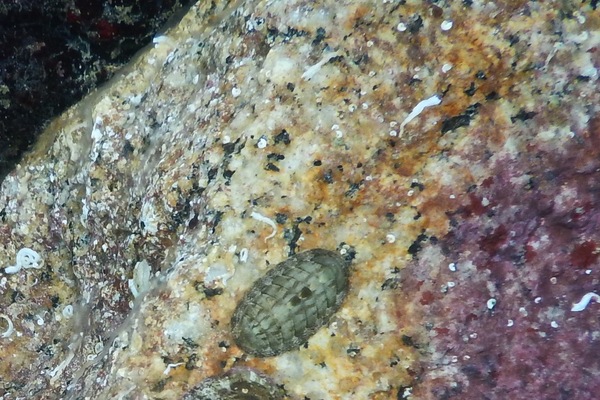 Chiton - Smooth Panama Chiton Chiton - Smooth Panama Chiton