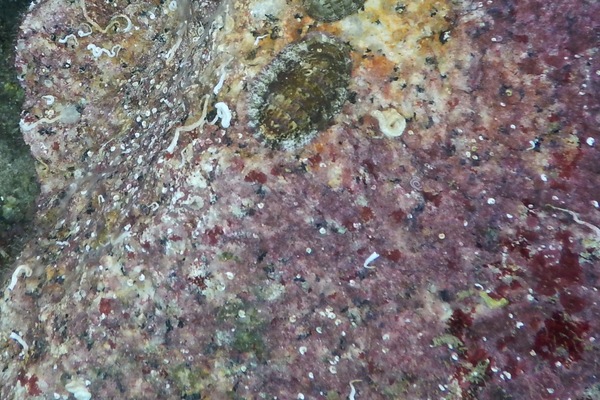 Chiton - Mossy Chiton