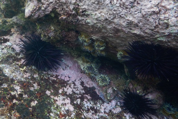 Anemones - Aggregating Sea Anemone