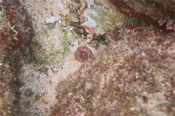 Sabellidae - Sabellid Slime Worm