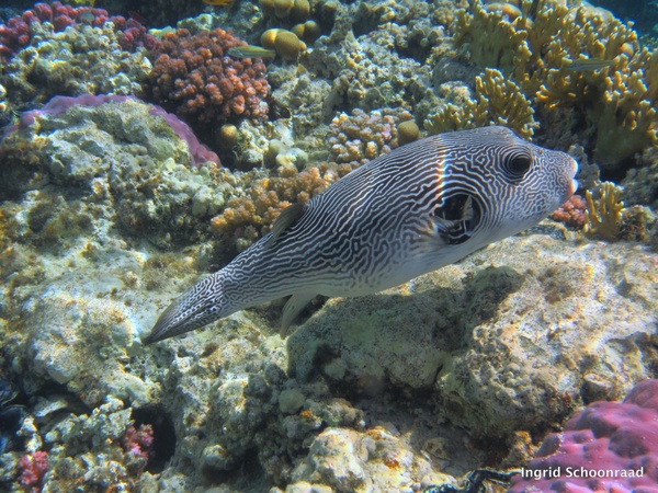 - Multilined Pufferfish - Multilined Pufferfish
