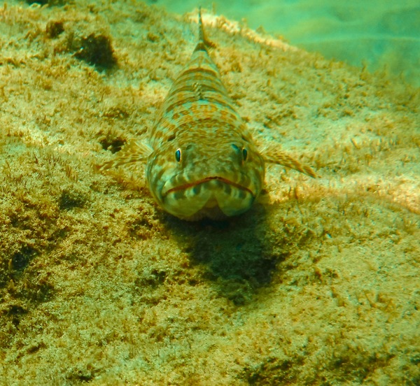 Lizardfish - Sand Diver