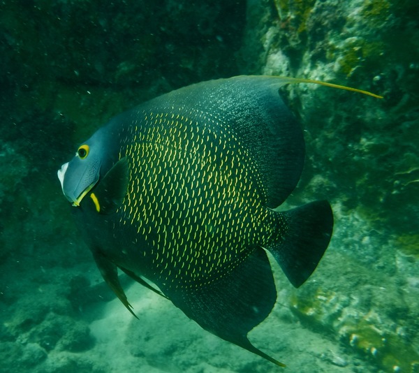 Angelfish - French Angelfish