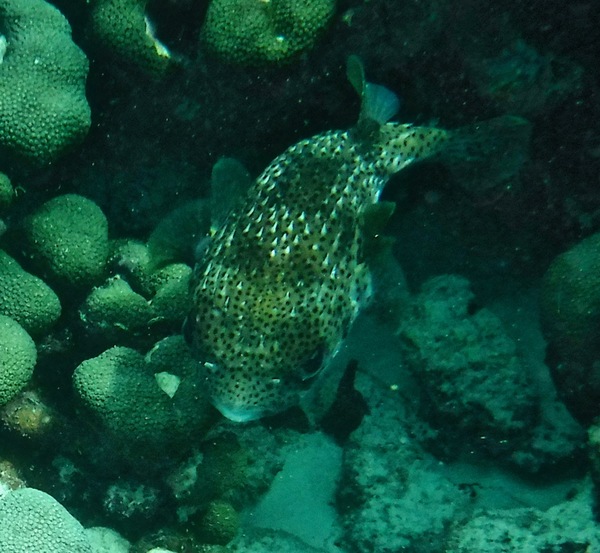 Porcupinefish - Porcupinefish