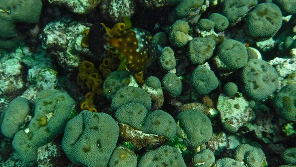 Filefish - Whitespotted Filefish