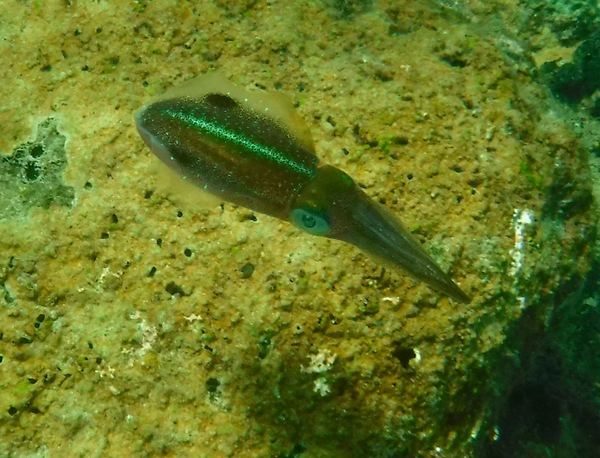 Squid - Caribbean Reef Squid