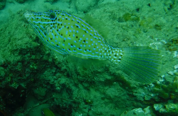 Filefish - Scrawled Filefish