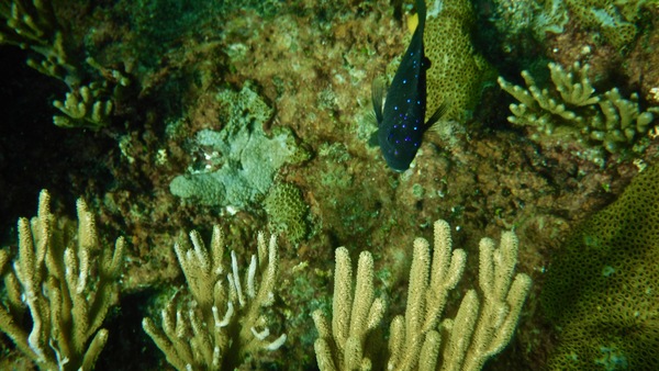 Damselfish - Yellowtail Damselfish