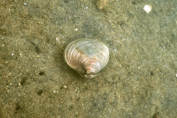  - Northern Quahog