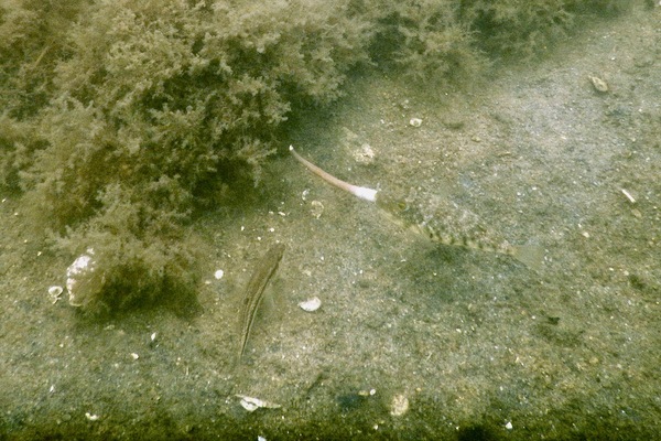 Pufferfish - Northern Puffer