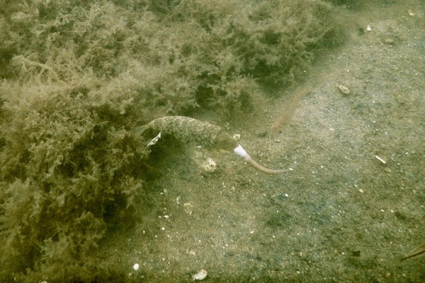 Pufferfish - Northern Puffer