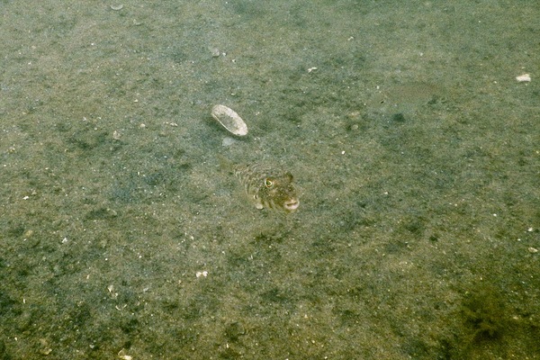 Pufferfish - Northern Puffer