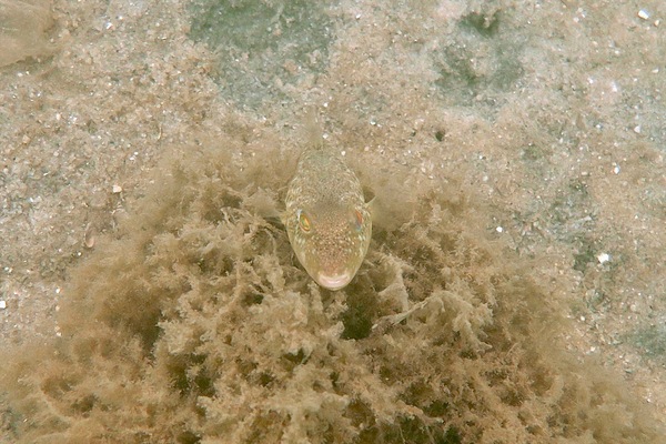 Pufferfish - Northern Puffer