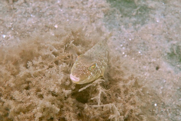 Pufferfish - Northern Puffer