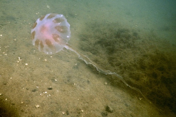 Jelly Fish - Atlantic Sea Nettle