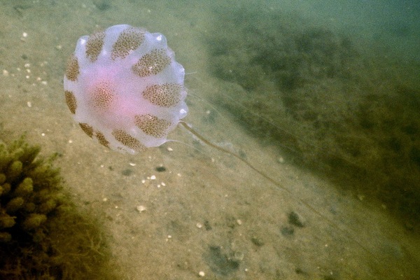 Jelly Fish - Atlantic Sea Nettle