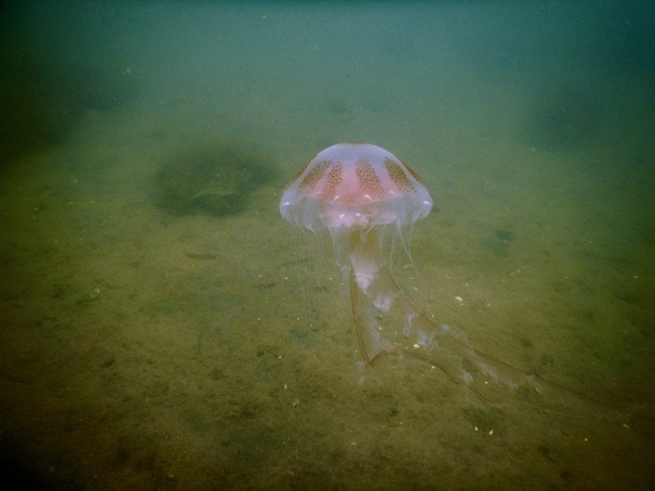 Jelly Fish - Atlantic Sea Nettle