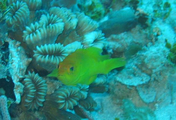 Groupers - Coney Groupers - Coney