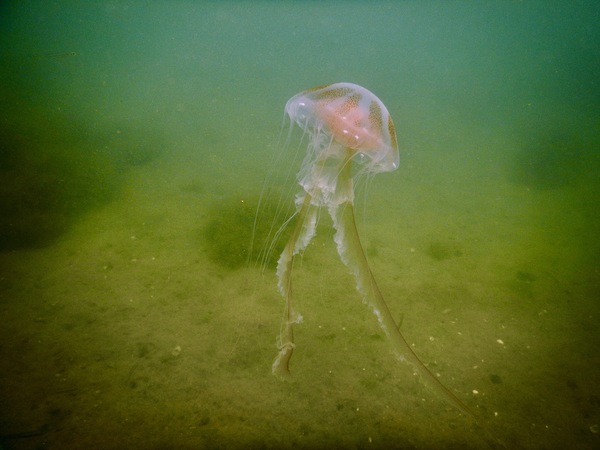 Jelly Fish - Atlantic Sea Nettle