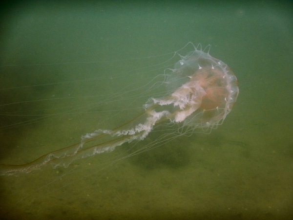 Jelly Fish - Atlantic Sea Nettle