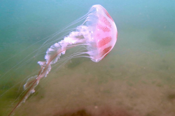 Jelly Fish - Atlantic Sea Nettle