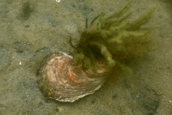 True Oysters - Atlantic Oyster