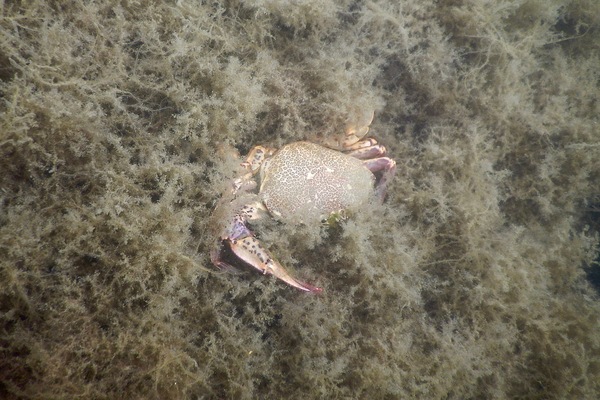 Crabs - Lady Crab