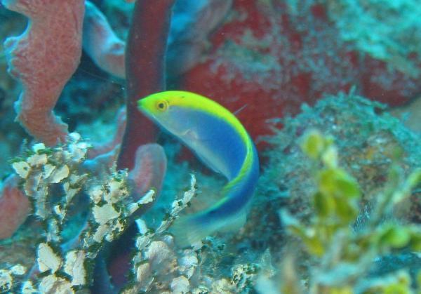 Wrasse - Yellowcheek Wrasse