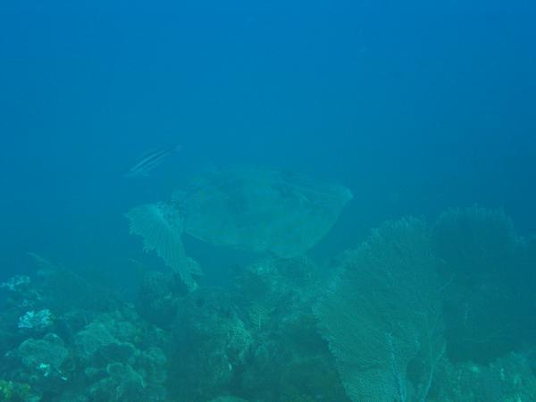 Filefish - Scrawled Filefish Filefish - Scrawled Filefish