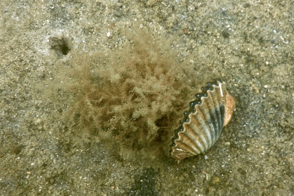 Bivalve Mollusc - Bay Scallop