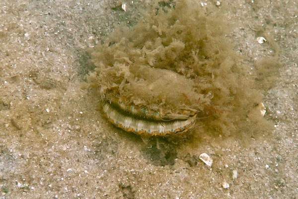 Bivalve Mollusc - Bay Scallop