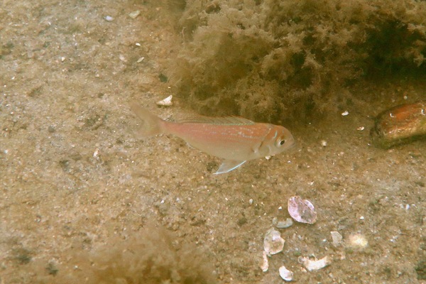 Wrasse - Cunner