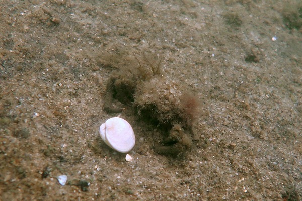 Crabs - Arctic Lyre Crab