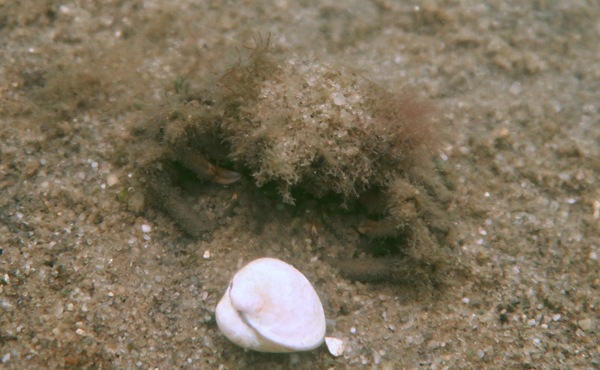 Crabs - Arctic Lyre Crab