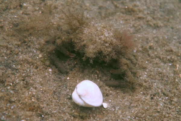 Crabs - Arctic Lyre Crab