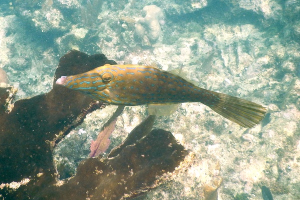 Filefish - Dotterel Filefish