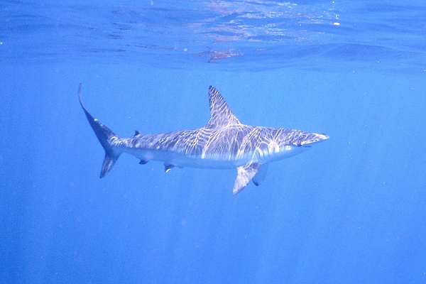 Sharks - Smooth Hammerhead Shark