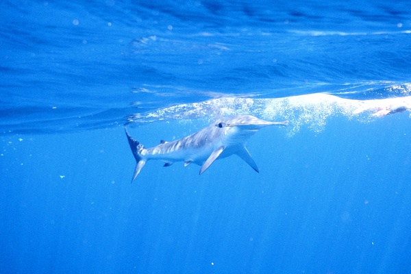 Sharks - Smooth Hammerhead Shark Sharks - Smooth Hammerhead Shark