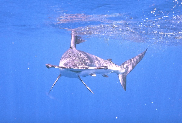 Sharks - Smooth Hammerhead Shark