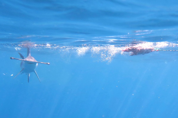 Sharks - Smooth Hammerhead Shark