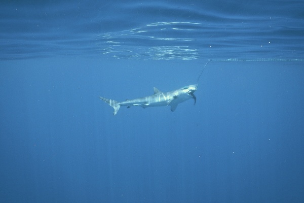 Sharks - Silky Shark