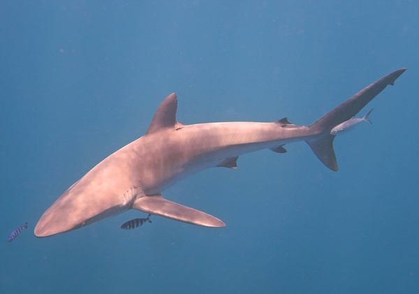 Sharks - Silky Shark