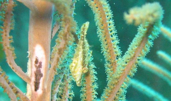 Filefish - Slender Filefish