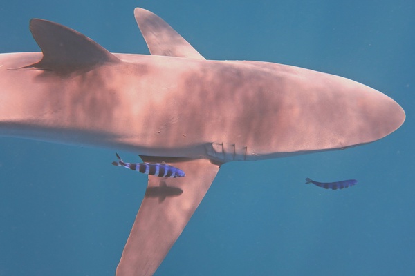 Sharks - Silky Shark