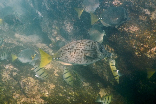 Surgeonfish - Yellowtail Surgeonfish