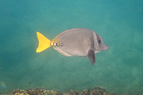 Surgeonfish - Yellowtail Surgeonfish