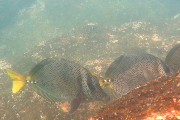 Surgeonfish - Yellowtail Surgeonfish